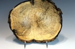 Ash burl #54-11 (9.5" wide x 3.25" high $95) VIEW 1